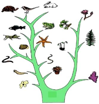 上,從生物生活環(huán)境的變化可以看出生物進(jìn)化的趨勢是從